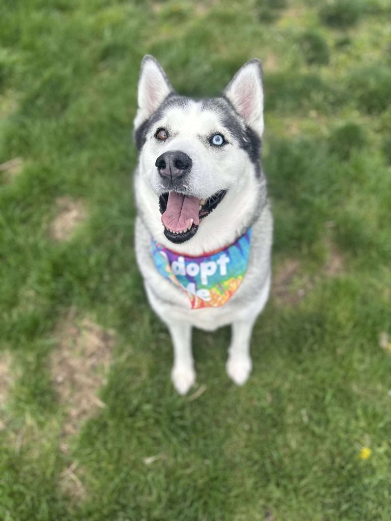 Penny, an adoptable Husky in Salt Lake City, UT, 84117 | Photo Image 4