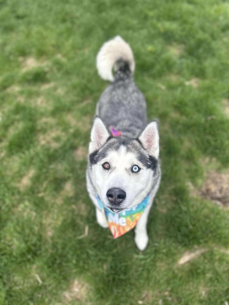 Penny, an adoptable Husky in Salt Lake City, UT, 84117 | Photo Image 5