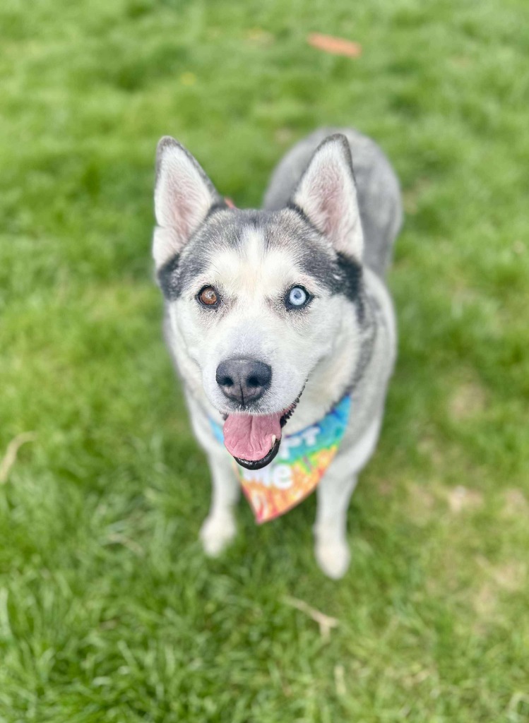 Penny, an adoptable Husky in Salt Lake City, UT, 84117 | Photo Image 6