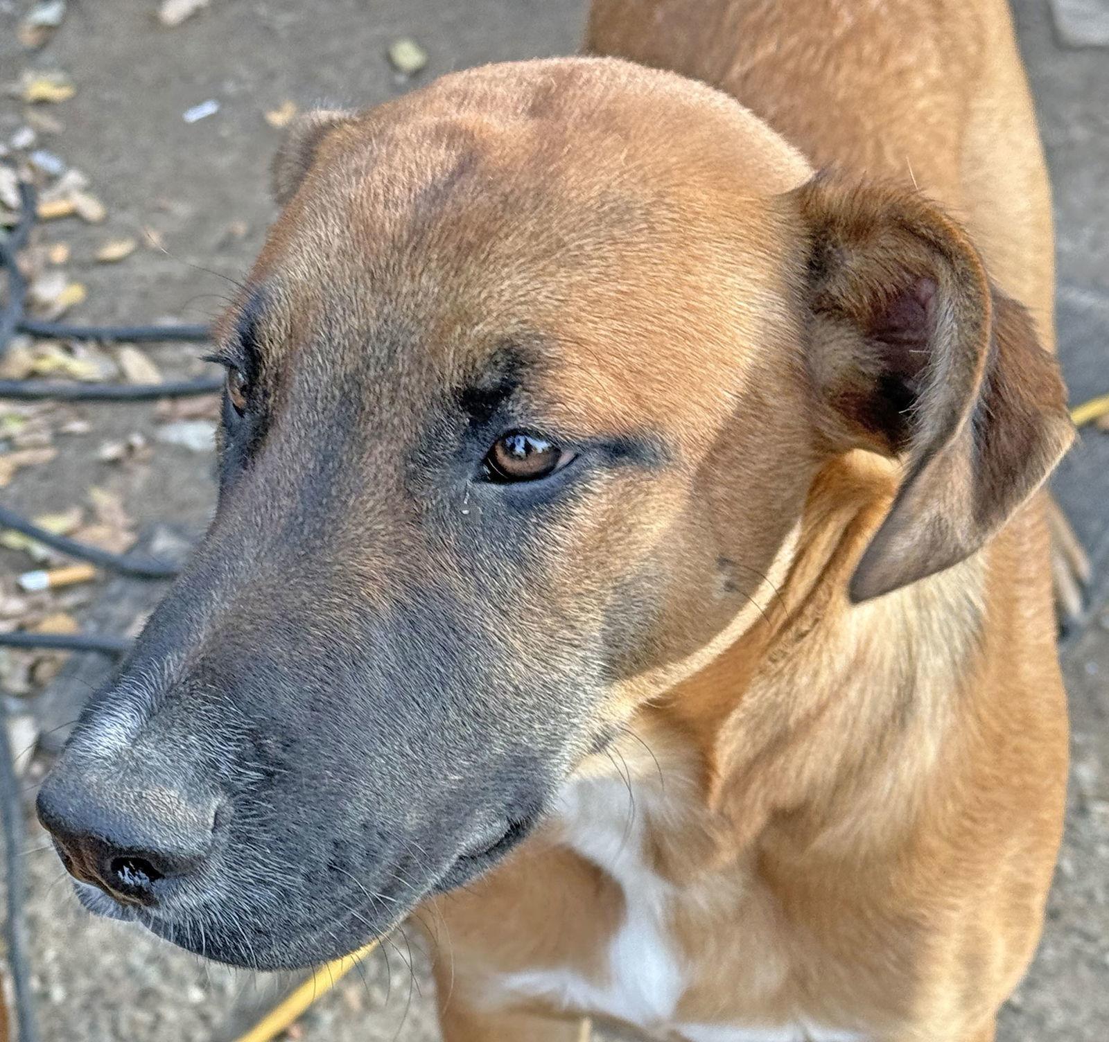 Big Boy, an adoptable Labrador Retriever, German Shepherd Dog in McArthur, CA, 96056 | Photo Image 1