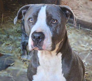 Buddy, an adoptable Pit Bull Terrier in McArthur, CA, 96056 | Photo Image 1