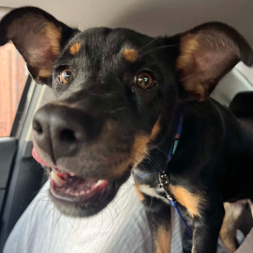 Lucy (Nova), an adoptable Shepherd, Rottweiler in Dodge City, KS, 67801 | Photo Image 1