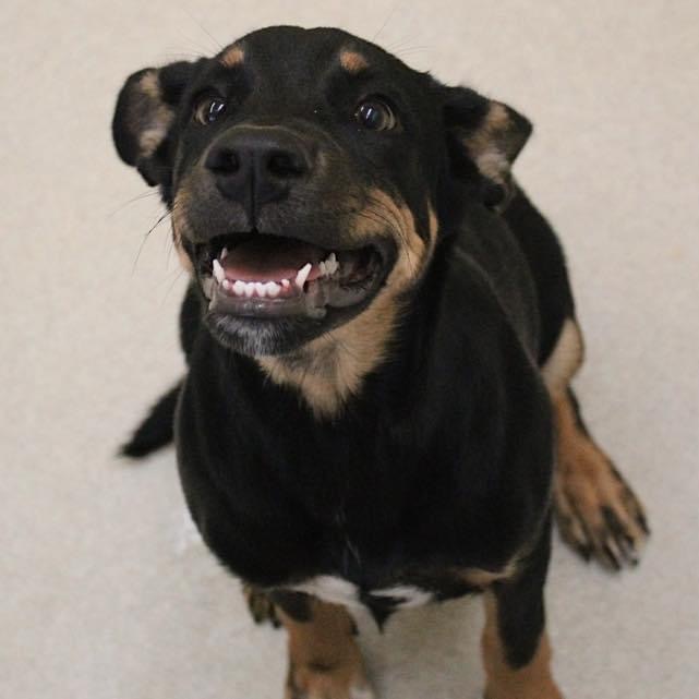 Lucy (Nova), an adoptable Shepherd, Rottweiler in Dodge City, KS, 67801 | Photo Image 2