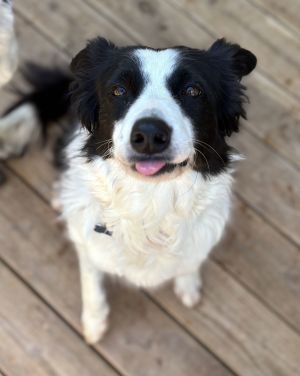 Traka, Adult Female Border Collie