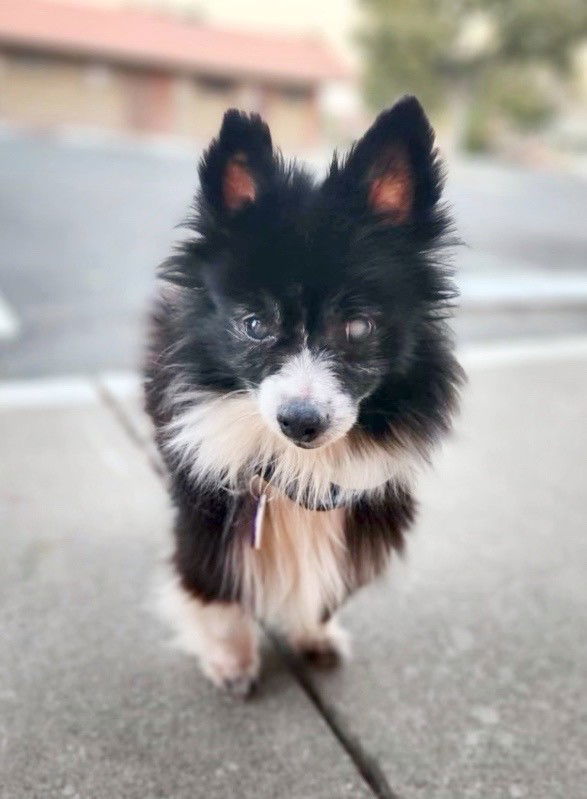 *Geordi La Forge (Star Trek) -- NOV 2024, an adoptable Pomeranian in Pittsburg, CA, 94565 | Photo Image 1