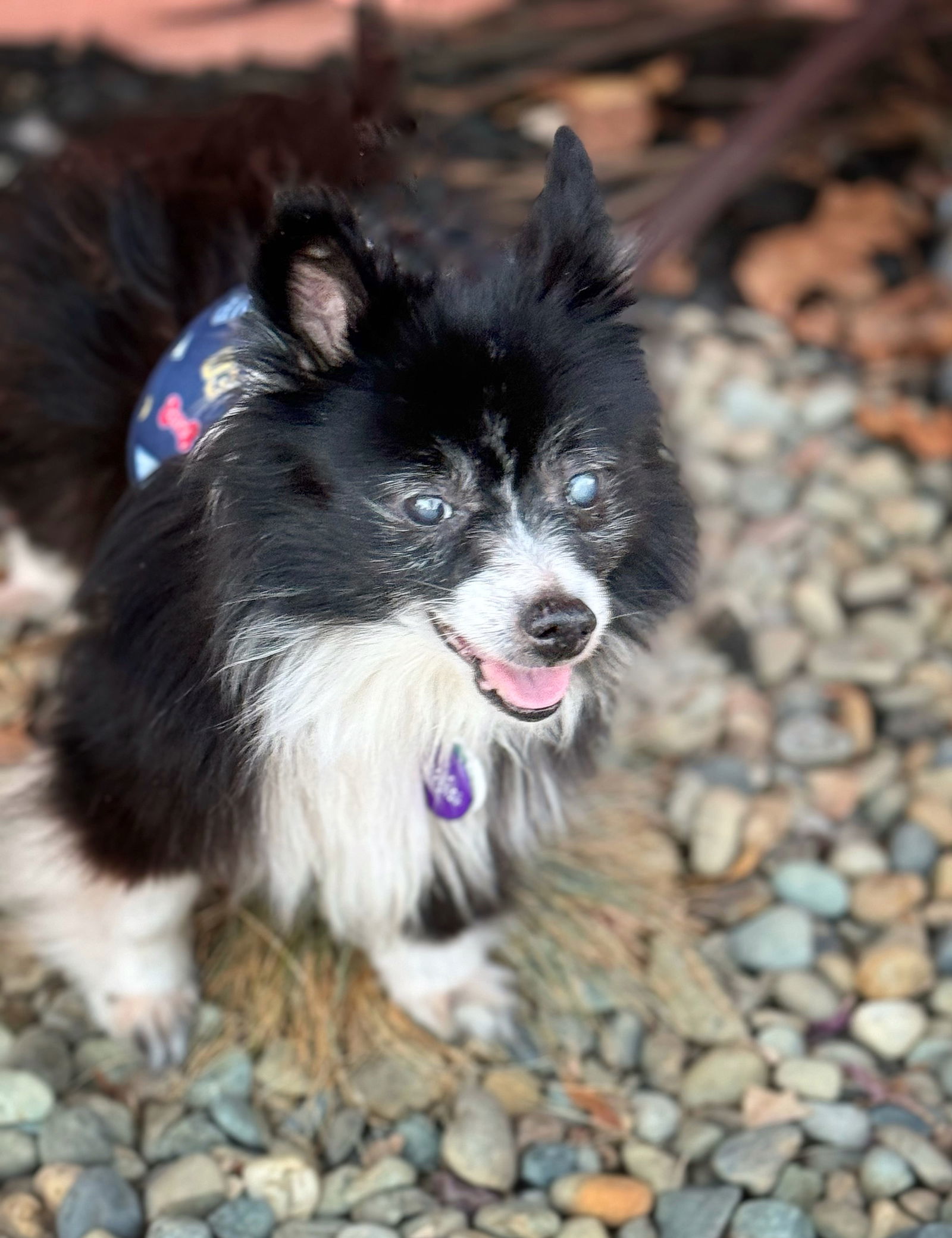 *Geordi La Forge (Star Trek) -- NOV 2024, an adoptable Pomeranian in Pittsburg, CA, 94565 | Photo Image 2