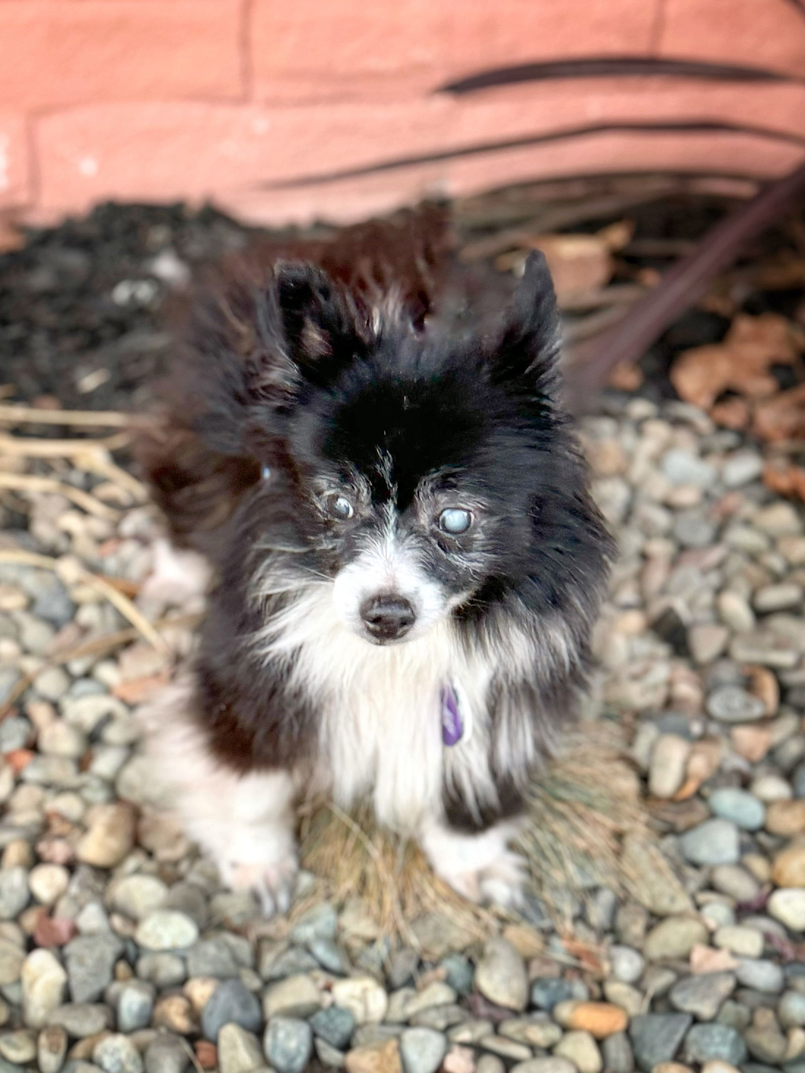 *Geordi La Forge (Star Trek) -- NOV 2024, an adoptable Pomeranian in Pittsburg, CA, 94565 | Photo Image 3