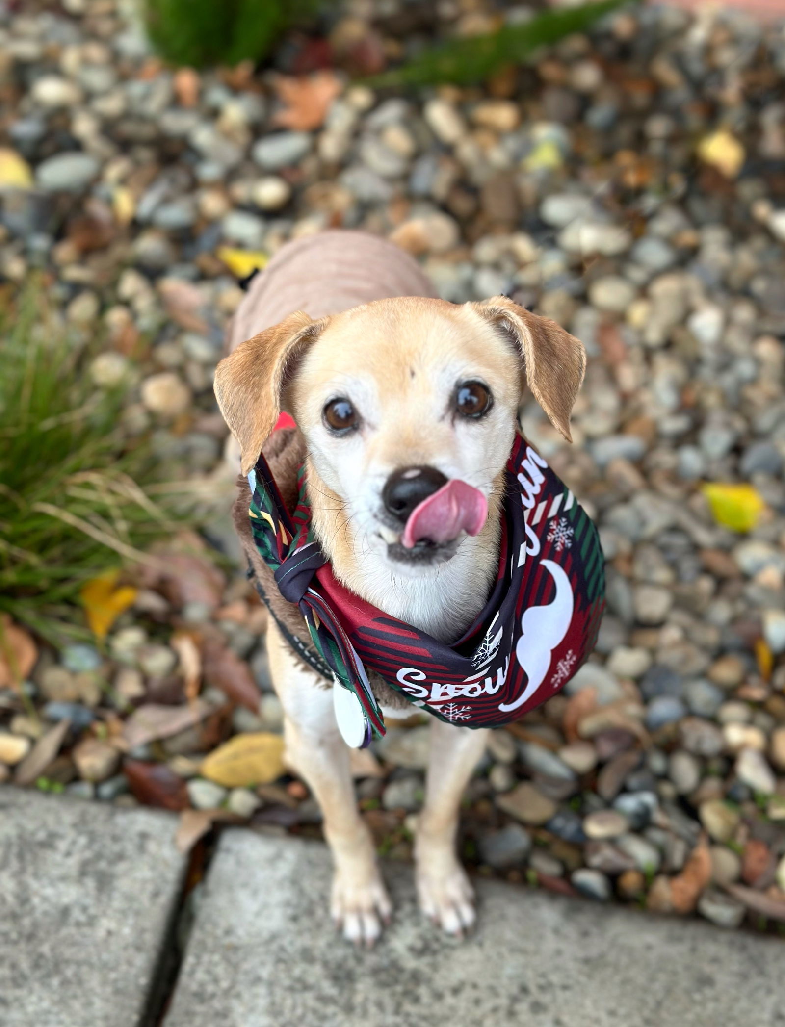 *Wesley Crusher (StarTrek) -- SEPT 2024