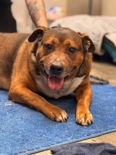 Brick, an adoptable Affenpinscher in Effingham, IL, 62401 | Photo Image 1