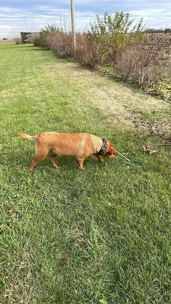 Brick, an adoptable Affenpinscher in Effingham, IL, 62401 | Photo Image 3