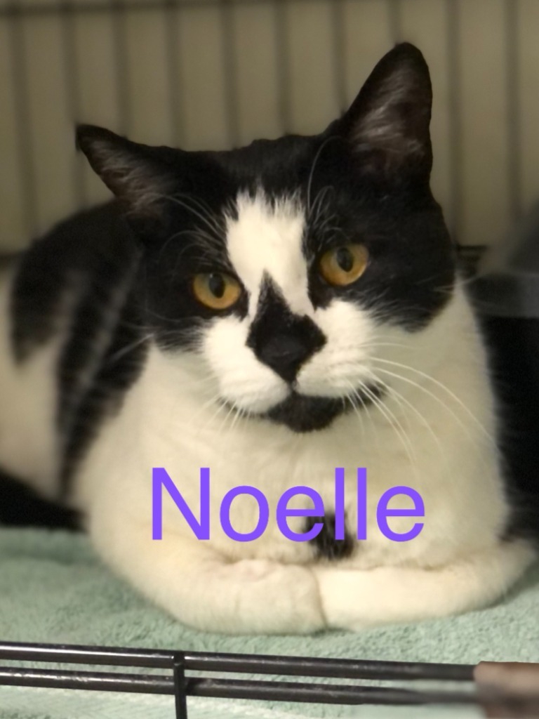 NOELLE Cat