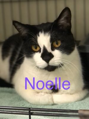 NOELLE Cat