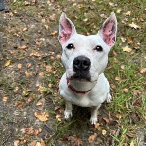 Layla, Adult Female unknown
