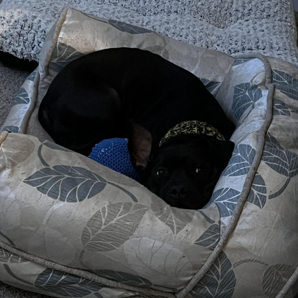 Mijo