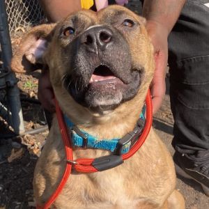Ryko, Adult Male Mixed Breed