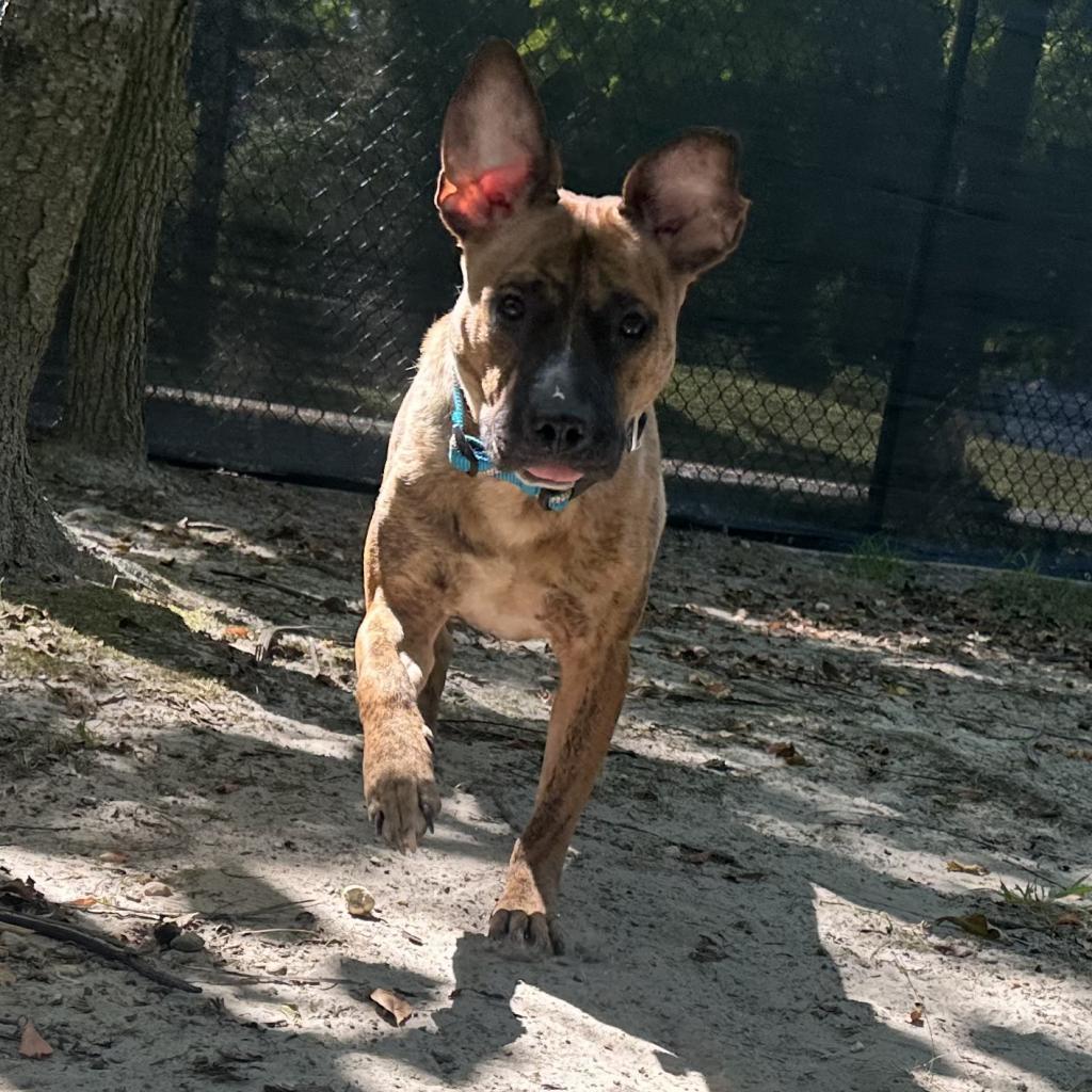 Ryko