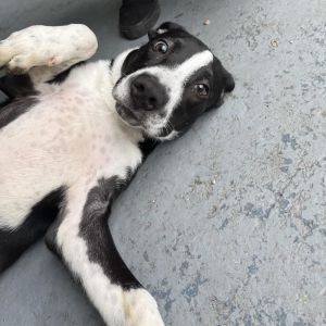 Buttercup, Young Female Labrador Retriever