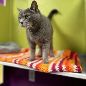 Miss Piggy, Senior Female unknown