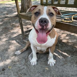 Nala, Adult Female unknown
