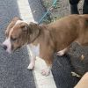 Nala photo 3