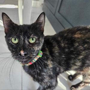 Bianca, Senior Female unknown