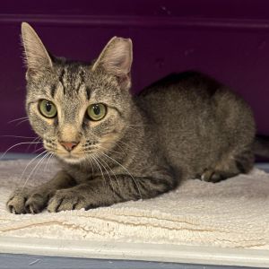 Cass, Adult Female unknown