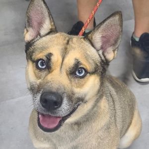 Fate, Adult Female Mixed Breed