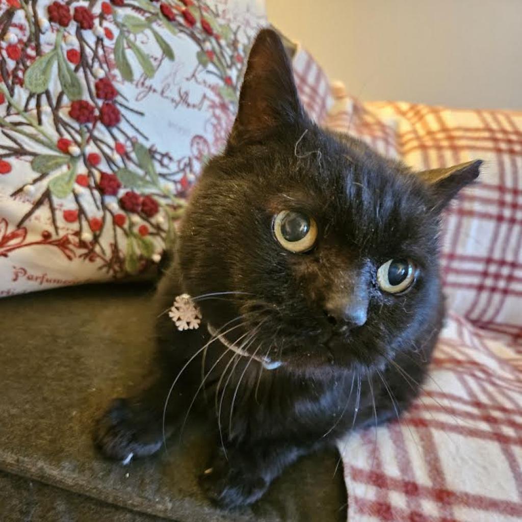 Penelope