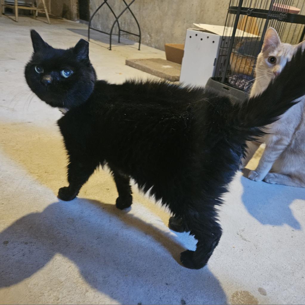 Penelope