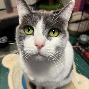 Eve, Adult Female unknown