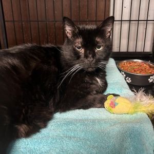 Midnight, Senior Male unknown