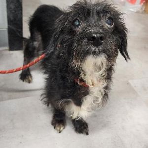Obi, Senior Male unknown