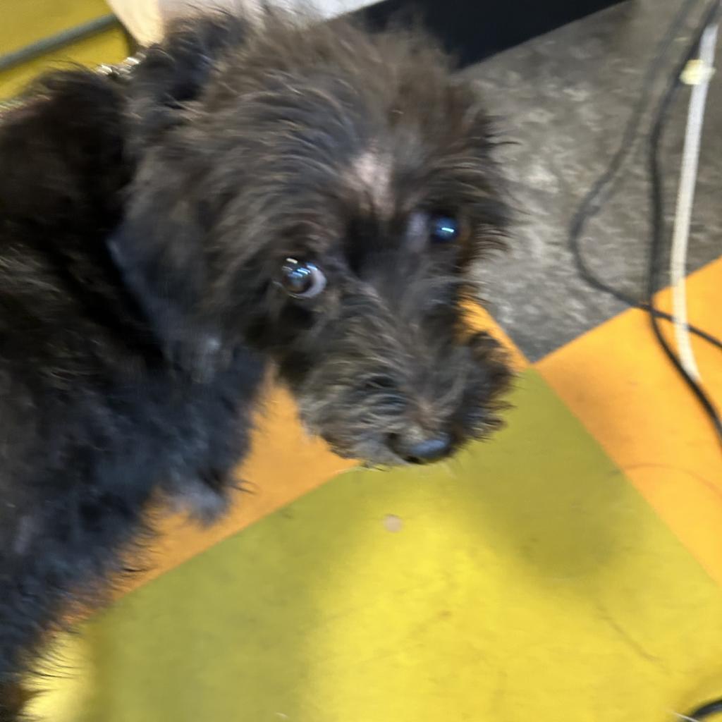Obi