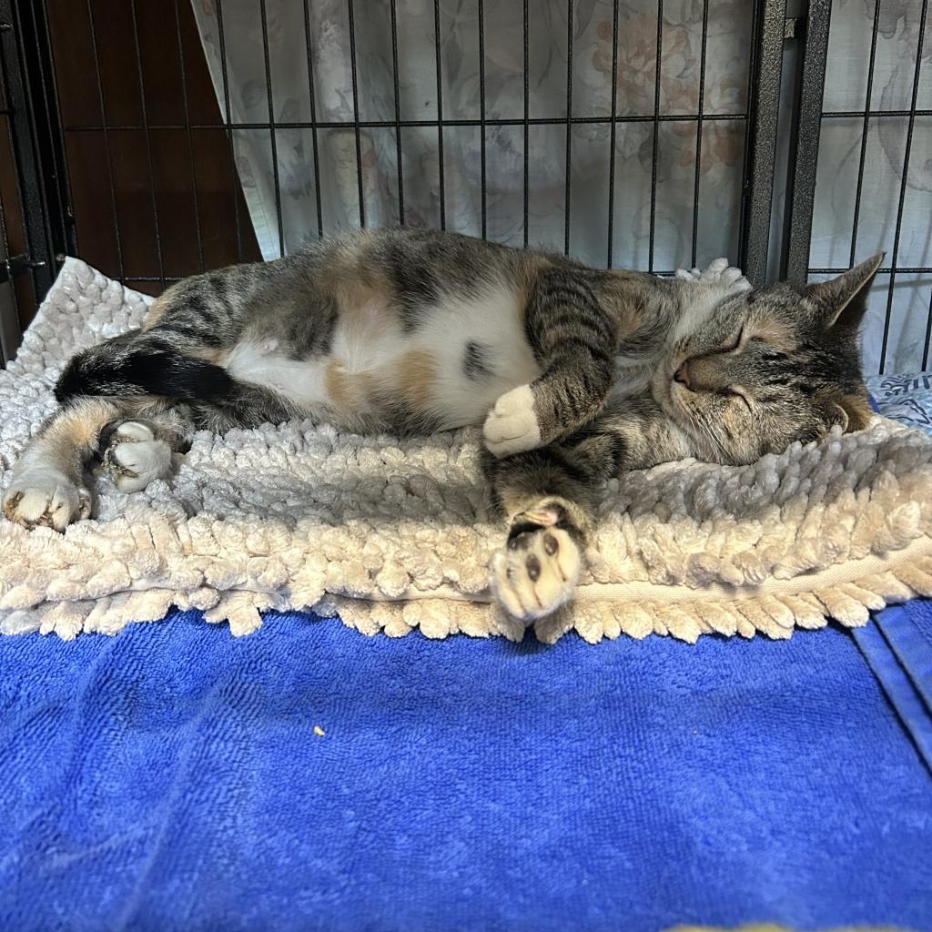 Rosemary