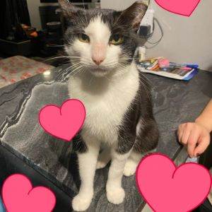 Valentine