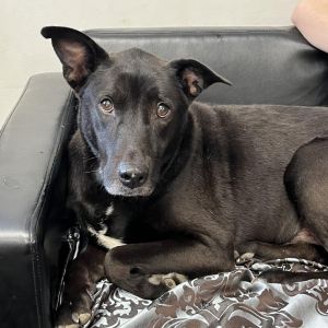 Buddy, Senior Male unknown
