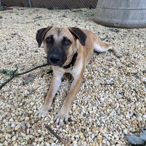 Skyler, Adult Female unknown