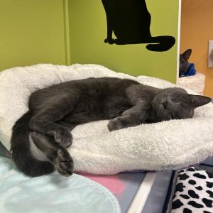 Vinnie, Adult Male unknown