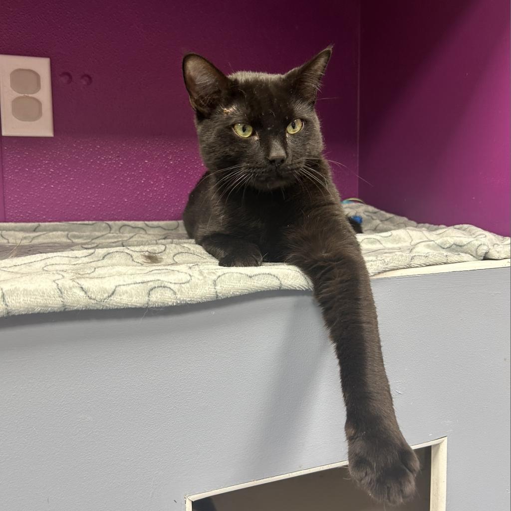 Meowchael Phelps