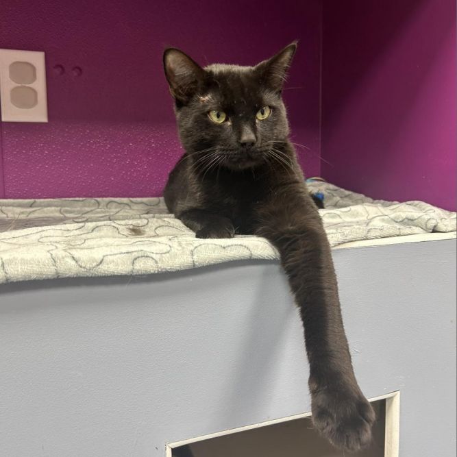 Meowchael Phelps