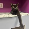 Meowchael Phelps photo 1