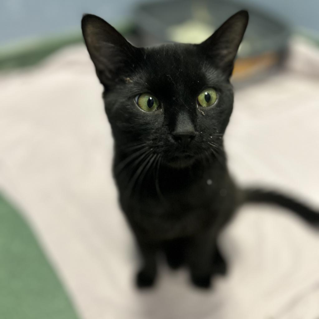 Meowchael Phelps