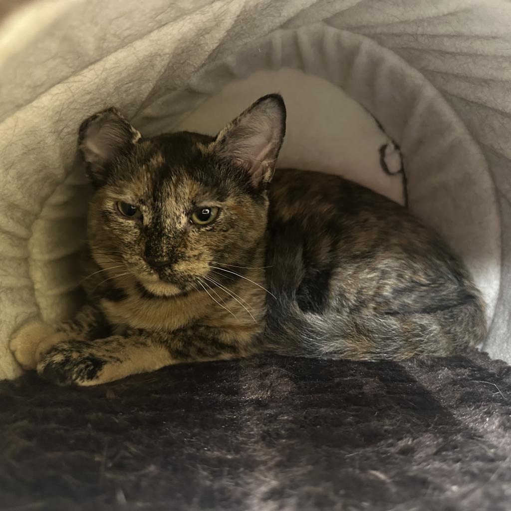 Paisley