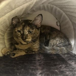 Paisley, Young Female unknown