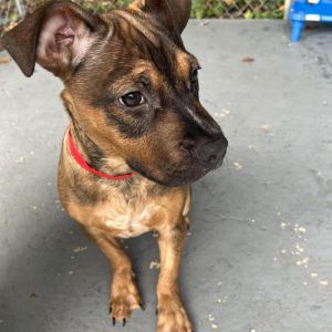 Rex