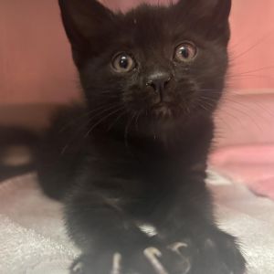 Tonic, Young Female unknown