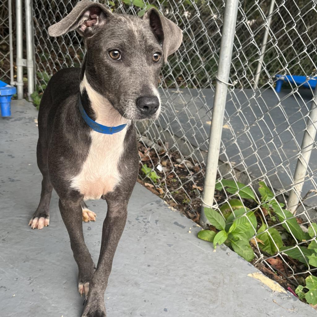 Aqua, an adoptable Whippet in Lindenwold, NJ, 08021 | Photo Image 1