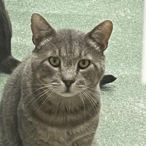 Pickle, Senior Male unknown