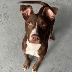 Rolo, Young Male unknown