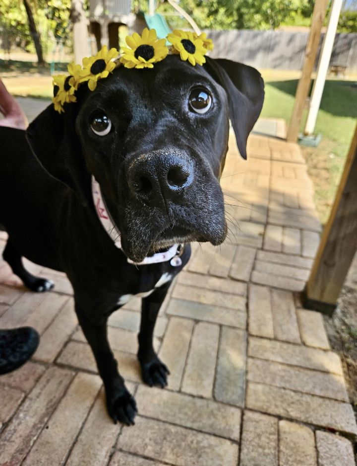 Sadie 1
